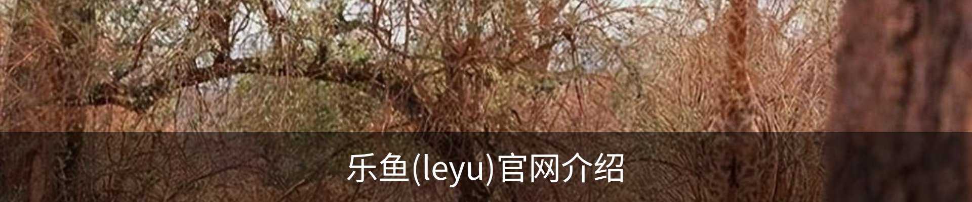 乐鱼(leyu)官网介绍